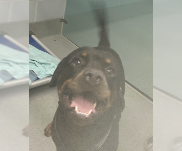 Medium Photo #3 Rottweiler Puppy For Sale in Hillsboro, NH, USA