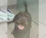 Small #2 Rottweiler
