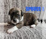 Spruce - Male Chihuahua-Unknown Mix Dog for Adoption - Small photo
