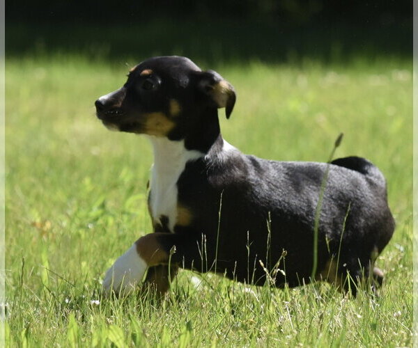 Medium Photo #11 Shepweiller Puppy For Sale in Mechanicsburg, PA, USA
