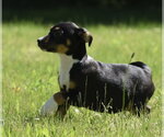 Small #10 Shepweiller