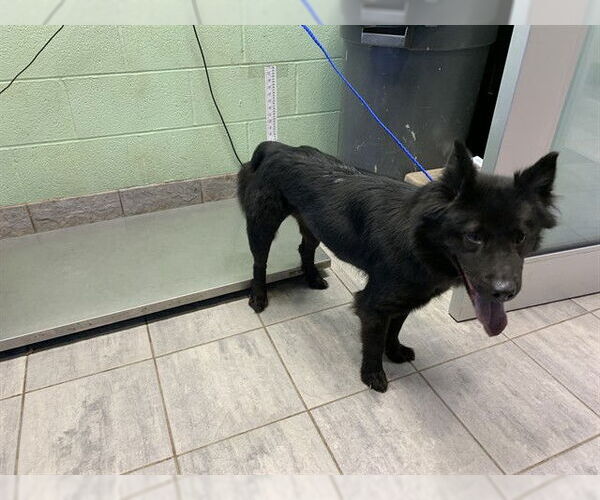 Medium Photo #1 Chow Chow-Unknown Mix Puppy For Sale in Grand Prairie, TX, USA