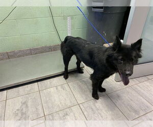 Chow Chow-Unknown Mix Dogs for adoption in Grand Prairie, TX, USA