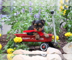 Small #2 Yorkshire Terrier