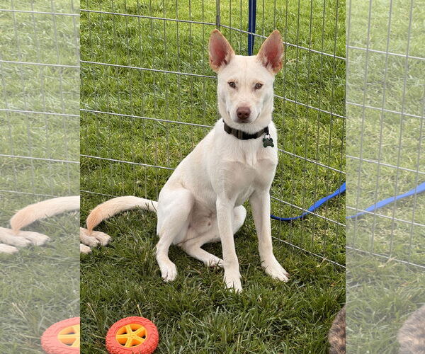 Medium Photo #2 Huskies -Unknown Mix Puppy For Sale in Lake Elsinore, CA, USA