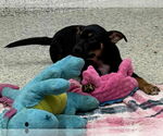 Small #4 Boxer Mix