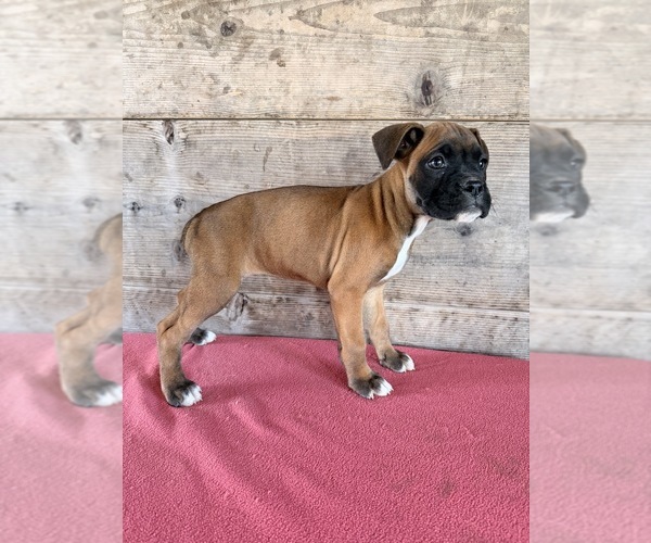 Medium Photo #16 Boxer Puppy For Sale in VERMONTVILLE, MI, USA