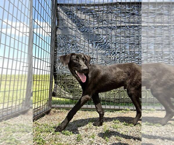 Medium Photo #4 Labrador Retriever-Unknown Mix Puppy For Sale in Abbeville, LA, USA