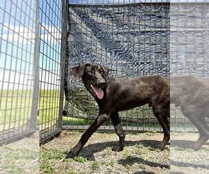 Rubel - Male Labrador Retriever-Unknown Mix Dog for Adoption - Photo #4