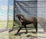 Small #3 Labrador Retriever Mix