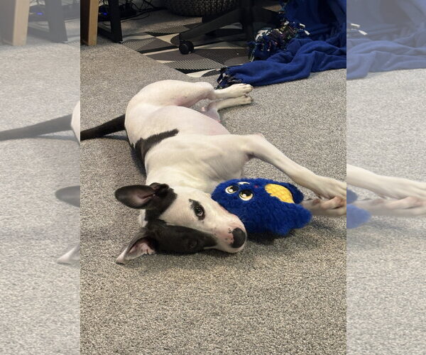 Medium Photo #2 American Pit Bull Terrier-Staffordshire Bull Terrier Mix Puppy For Sale in Topeka, KS, USA