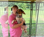 Small #3 Beagle Mix