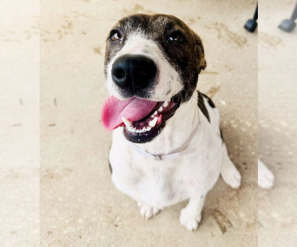 Medium Photo #10 German Shorthaired Pointer-Unknown Mix Puppy For Sale in Houston, TX, USA