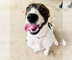 Small #9 German Shorthaired Pointer Mix