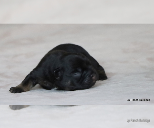 Medium Photo #30 French Bulldog Puppy For Sale in WINNSBORO, TX, USA