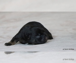 Small Photo #30 French Bulldog Puppy For Sale in WINNSBORO, TX, USA