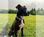 Small #45 American Pit Bull Terrier Mix