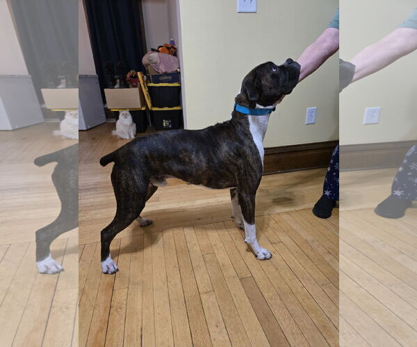 Medium Photo #3 Boxer Puppy For Sale in Woodbury, MN, USA