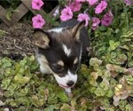 Small #3 Pembroke Welsh Corgi