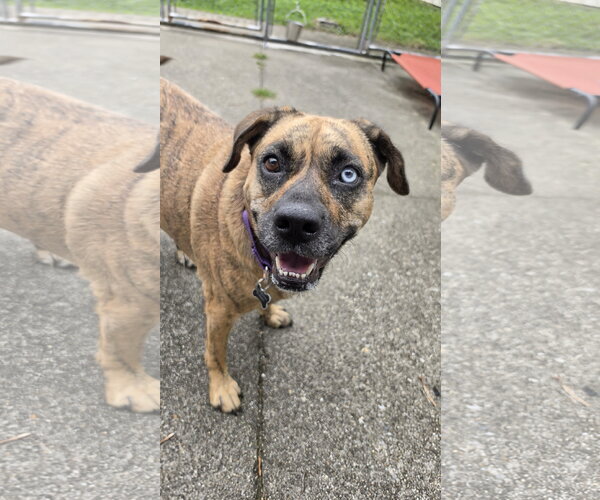 Medium Photo #5 Plott Hound-Unknown Mix Puppy For Sale in Rockaway, NJ, USA