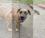 Small #4 Plott Hound Mix