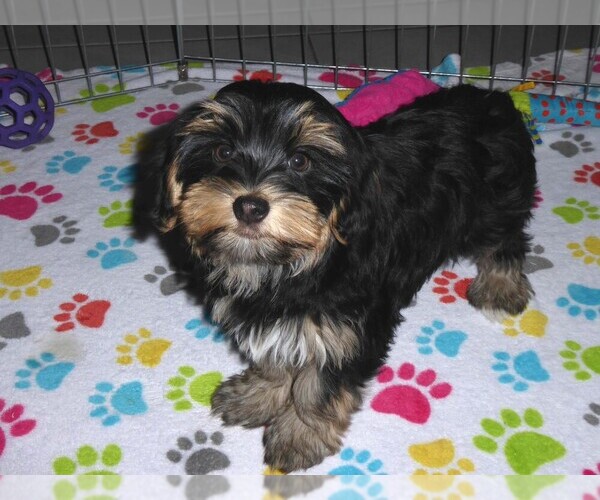 Medium Photo #8 Havashire Puppy For Sale in ORO VALLEY, AZ, USA