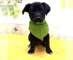 Small Labsky