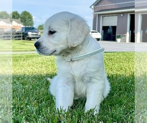 Golden Retriever Puppy for sale in GORDONVILLE, PA, USA