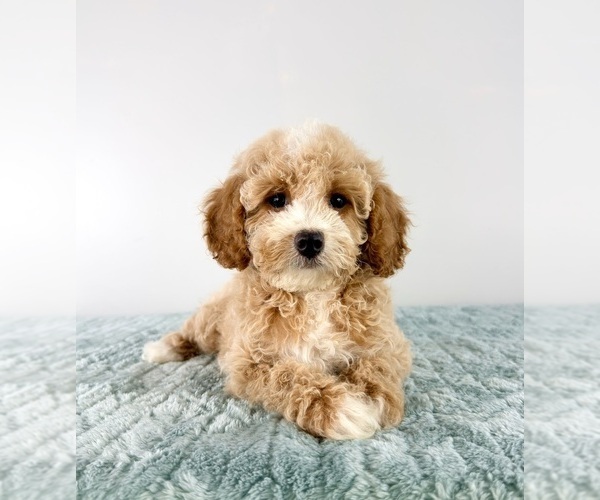 Medium Photo #2 Cavapoo (Miniature) Puppy For Sale in GREENFIELD, IN, USA