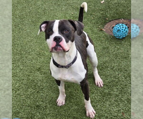 Medium Photo #1 American Bulldog-Unknown Mix Puppy For Sale in Derwood, MD, USA