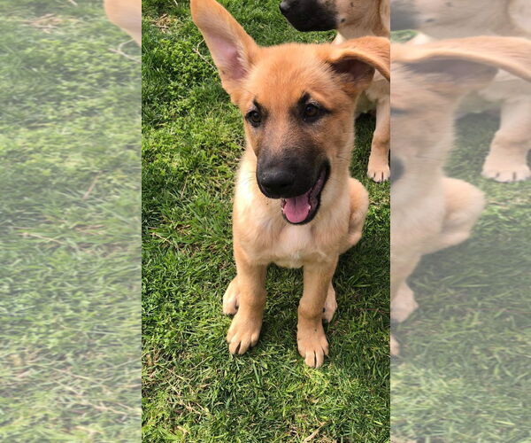 Medium Photo #4 German Shepherd Dog Puppy For Sale in San Bernardino , CA, USA