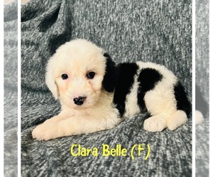 Irish Doodle-Sheepadoodle Mix Puppy for Sale in GROESBECK, Texas USA