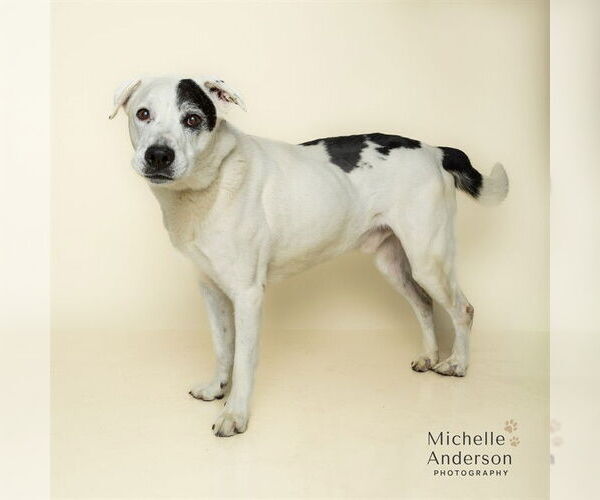 Medium Photo #2 Labrador Retriever-Unknown Mix Puppy For Sale in Corona, CA, USA