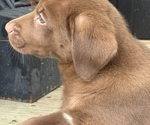 Small #7 Labrador Retriever