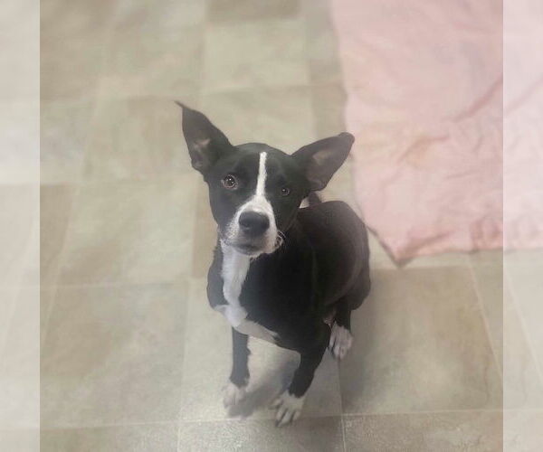 Medium Photo #14 Mutt Puppy For Sale in Holly Springs, NC, USA