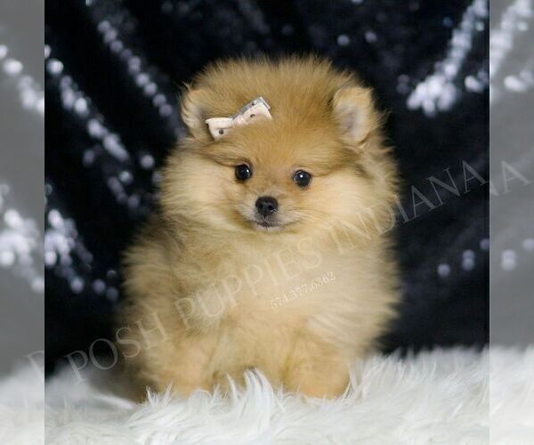 Medium Photo #3 Pomeranian Puppy For Sale in WARSAW, IN, USA