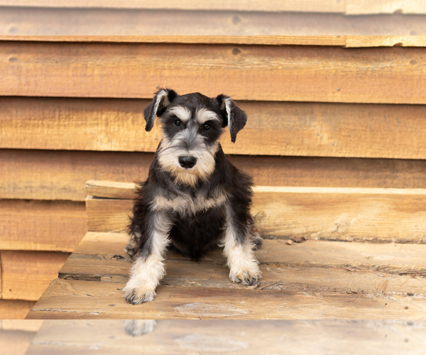 Medium Photo #2 Schnauzer (Miniature) Puppy For Sale in NAPPANEE, IN, USA