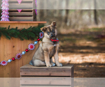 Small Photo #2 German Shepherd Dog-Siberian Husky Mix Puppy For Sale in BROOKLYN, MI, USA