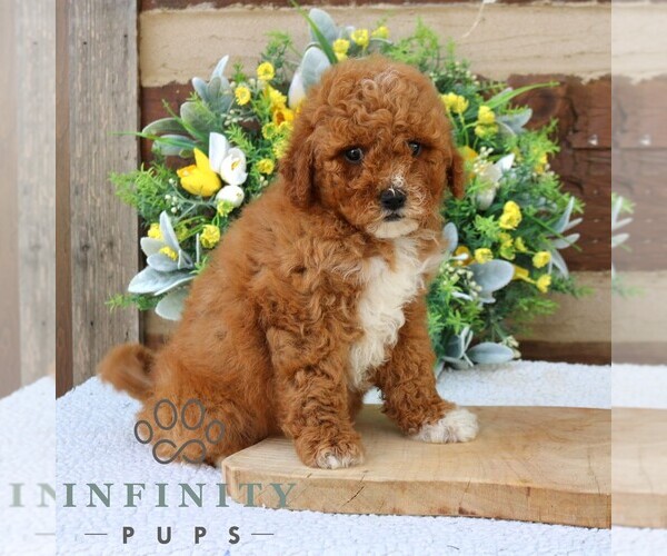 Medium Photo #3 Goldendoodle (Miniature) Puppy For Sale in NARVON, PA, USA