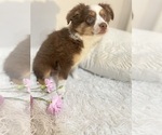 Small Photo #3 Miniature Australian Shepherd Puppy For Sale in DENHAM SPRINGS, LA, USA