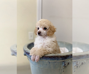 Poodle (Miniature) Puppy for sale in ADAMSVILLE, TN, USA