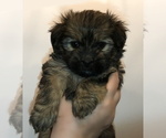 Small Photo #1 Havanese Puppy For Sale in BELLINGHAM, WA, USA