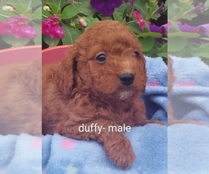 Cavapoo Puppy for sale in OWEN, WI, USA