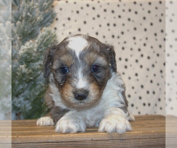 Medium Photo #14 Aussiedoodle Miniature  Puppy For Sale in NEWBERRY, IN, USA