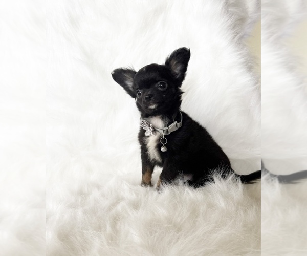 Medium Photo #2 Chihuahua Puppy For Sale in SACRAMENTO, CA, USA