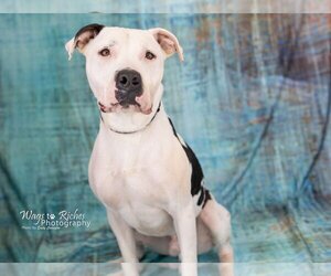 Bodie - Male Bulloxer Dog for Adoption - Photo #2