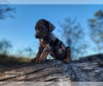 Small #16 Catahoula Leopard Dog