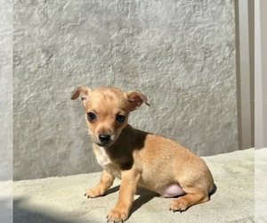 Chihuahua Puppy for sale in WEBSTER, FL, USA