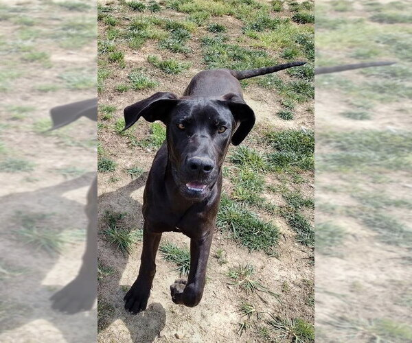 Medium Photo #1 Great Dane Puppy For Sale in Huntersville, NC, USA