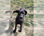 Small Great Dane
